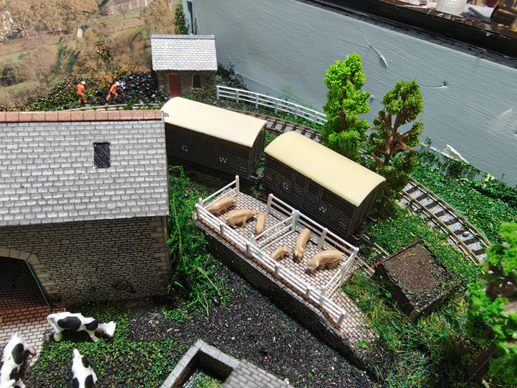 Pigs in the Cattle Dock